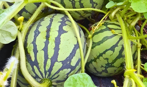 御香農場小西瓜（2顆含運）